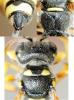 Cerceris quinquefasciata